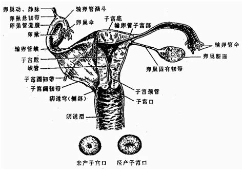 女孩生殖器|女阴